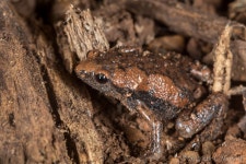 Gastrophryne carolinensis in 9월 2023 by Eric C. Maxwell · iNaturalist Gastrophryne carolinensis