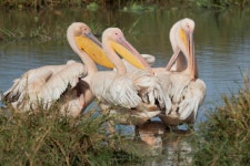 큰사다새 from Babati Rural, Tanzania on 2023년 08월 26일... by nancylightfoot · iNaturalist 큰사다새 (Pelecanus onocrotalus)