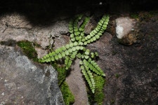 Asplenium trichomanes from Lister Drive, Old Swan, Liverpool, Merseyside, UK on 2023년 10월 04일 (수) at 02:45 오후 by Stephen... 