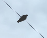멧비둘기 from Goesan, KR-GB, KR on 2023년 10월 08일 (일) at 11:14 오전 by Amaël Borzée · iNaturalist 멧비둘기... 