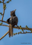 검은뻐꾸기속 from Mahim Nature Park, Dharavi, Mumbai, Maharashtra 400017, India on 2019년 03월 10일 (일) at 09:41 오전 by Anil... 