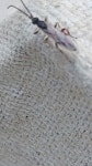 맵시벌상과 from Tilehurst, Reading, UK on 2023년 10월 09일 (월) at 07:49 오전 by Ross Laugher · iNaturalist 맵시벌상과... 