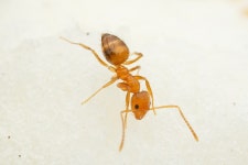 스미드개미 from Seogwipo, Jeju, South Korea on 2023년 05월... · iNaturalist 스미드개미 (Nylanderia flavipes)