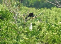 황로 from NPR, Iňačovce, Slovensko on 2016년 05월 13일 (금) by Vladislav Marušic · iNaturalist 황로 (Bubulcus ibis)