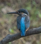 물총새 from 134-0086, Japan on 2023년 10월 12일 (목) at 03:14 오후 by ant1776 · iNaturalist 물총새 (Alcedo atthis)