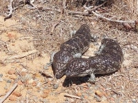 서부솔방울도마뱀 from Green Head WA 6514, Australia on 2023년 10월 12일 (목) at 12:29 오후 by Sacha R · iNaturalist 서부솔... 