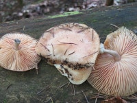 Rhodotus palmatus from 日本、〒404-0034 山梨県甲州市塩山牛奥 on 2023년 10월 12일 (목) at 11:38 오전 by Ryoko Fukuyama... 
