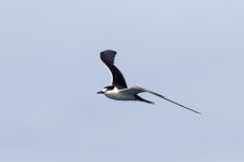 검은등제비갈매기 from GrandAnse Praslin, SC on 2023년 10월 06일 (금) at 09:45 오전 by shachar_alterman · iNaturalist... 