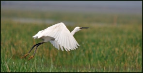 쇠백로 from Odisha 752011, India on 2012년 01월 28일 (토) at 11:23 오전 by avi_chat · iNaturalist 쇠백로 (Egretta garzetta)