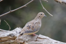 Zenaida macroura from Whiting Ranch Wilderness Park, Lake Forest, CA, US on 2023년 08월 09일 (수) at 04:10 오전 by Evan... 