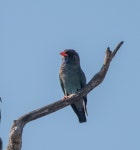 파랑새 from Darwin NT, Australia on 2023년 09월 28일 (목) at... by Philip Georgakakos · iNaturalist 파랑새 (Eurystomus orientalis)