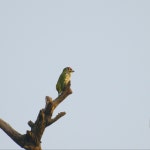 Psilopogon haemacephalus from Rabindra Sarobar, Kolkata, West Bengal 700045, India on 2023년 10월 18일 (수) at 07:43 오전 by... 