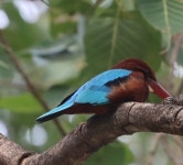 Halcyon smyrnensis from Sector 26, Chandigarh, 160019, India on 2023년 10월 18일 (수) at 08:41 오전 by Dr Harmeet Singh... 