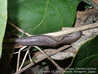 민달팽이 from Konabeshima, Hiratsuka, Kanagawa 254-0004, Japão on 2023년 10월 17일 (화) at 09:00 오후 by Observações... 