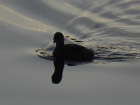 논병아리 from Hane, Hamura, Tokyo 205-0012, Japan on 2023년 10월 23일 (월) at 04:32 오후 by jitensha2021 · iNaturalist... 