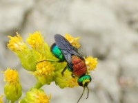 Hedychrum cupricolle from AB: Twin River HRNA nr. Hwy 501 on 2023년 07월 28일 (금) at 01:57 오후 by Matthias Buck. On... 