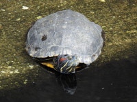 붉은귀거북 from Ikegami, Ota City, Tokyo 146-0082, Japan on 2023년 10월 28일 (토) at 11:45 오전 by jitensha2021 · iNaturalist... 