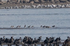검은머리물떼새 from Rinkaicho, Edogawa City, Tokyo 134-0086, Japan on 2023년 10월 27일 (금) at 11:25 오전 by Kalvin Chan... 