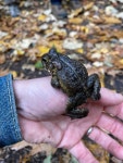 Anaxyrus americanus from Mount Auburn Cemetery, Watertown, MA, US on 2023년 10월 29일 (일) at 10:57 오전 by Jef Taylor... 