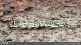 세줄박각시 from 887-3 Uchigouma, Satte, Saitama 340-0103日本 on 2023년 10월 01일 (일) at 07:51 오전 by 林孫鋒(Lin Sun Fong)... 