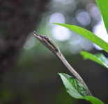 Ahaetulla anomala from Purbalaya, South Bankimpally, Madhyamgram, Kolkata, West Bengal 700129, India on 2013년 09월 01일 (일) at... 