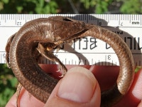 Plestiodon gilberti in 10월 2023 by Jim Boone. RX10_47580, RX10_47581, RX10_47582, RX10_47583, RX10_47584, RX10_47585, RX10... 