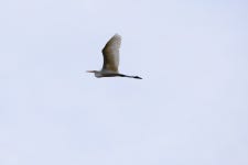 중대백로 from 56766 Ulmen, Deutschland on 2023년 11월 01일 (수) at 02:24 오후 by Tobias Polzer · iNaturalist 중대백로 (Ardea... 