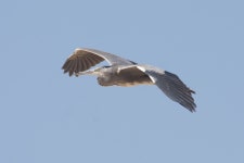 왜가리 from Oued el Dahab, Western Sahara on 2019년 02월 24일 (일) at 12:18 오후 by Boris Delahaie · iNaturalist 왜가리... 