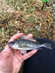 Gymnocephalus cernua from Brudzeń Landscape Park, Brudzeń Duży, Masovian, PL on 2019년 11월 10일 (일) at 12:51 오후 by... 