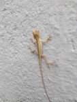Calotes versicolor from 33, Jyoti Nagar, near Aakashwani Kendra, Jyothi Nagar, Nilam Sramjivi Nagar, Solapur, Maharashtra 413006... 