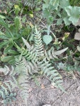 Berula erecta from Fullerton, CA, USA on 2023년 11월 04일 (토) at 09:12 오전 by ali-h1012 · iNaturalist Berula erecta