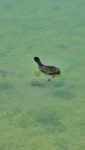 물닭 from Nuriootpa SA 5355, Australia on 2023년 11월 05일 (일) at 12:03 오후 by joeedlington. Hi everyone, can someone ID... 