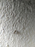 Diapriinae from Краснодар, Краснодарский край, Россия, 350038 on 2023년 11월 08일 (수) at 01:04... 