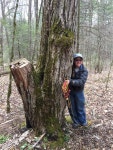Castanea dentata from Buncombe County, US-NC, US on 2016년 04월 07일 (목) at 12:49 오후 by Jacob Malcom. One of the last large... 