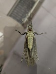 Sathrophyllia from 3HCH+5HM, Canara Bank Layout, Rajiv Gandhi Nagar, Kodigehalli, Bengaluru, Karnataka 560097, India on 2023년... 