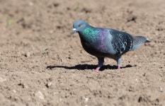 집비둘기 from Hamilton Parish, Bermuda on 2023년 11월 08일... · iNaturalist 집비둘기 (Variety Columba livia domestica)