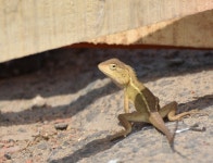 Calotes versicolor from 9C5M+X2F, Khodar Bazar Uttarpara, Baruipur, West Bengal 700144, India on 2023년 11월 14일 (화) at 12:08... 
