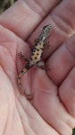 미끈영원 from Törtel, 2747 Magyarország on 2023년 11월 20일 (월) at 11:29 오전 by ÖkopatóPál · iNaturalist 미끈영원... 