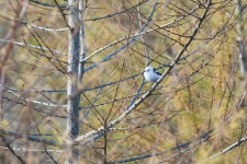 오목눈이 from Mannen, Urahoro, Tokachi District, Hokkaido 089-5636, Japan on 2023년 11월 13일 (월) at 01:54 오후 by Nathan... 