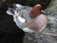 홍머리오리 from Shinkawa, Mitaka, Tokyo 181-0004, Japan on 2023년 11월 21일 (화) at 04:15 오후 by jitensha2021 · iNaturalist... 