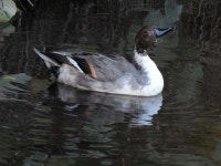 고방오리 from Shinkawa, Mitaka, Tokyo 181-0004, Japan on 2023년 11월 21일 (화) at 03:27 오후 by jitensha2021 · iNaturalist... 