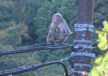 일본본토원숭이 from Touji, Shimoda, Shizuoka 415-0029, Japan on 2023년 11월 19일 (일) at 01:22 오후 by belvedere04. Japanese... 