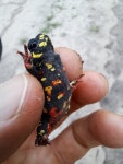 Melanophryniscus klappenbachi from Departamento Libertad, Provinz Chaco, Argentinien on 2023년 11월 15일 (수) at 06:54 오후 by... 
