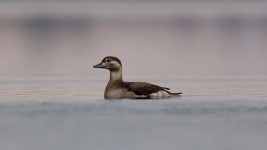 바다꿩 in 11월 2023 by Filipp Suvorov · iNaturalist 바다꿩 (Clangula hyemalis)