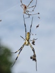 무당거미 from Kofuchumachi, Kofu, Yamanashi 400-0014, Japan on 2023년 10월 14일 (토) at 01:14 오후 by Gary Dolce · iNaturalist... 