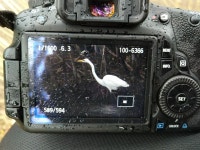 대백로 from 93 Todd Rd, Port Melbourne VIC 3207, Australia on 2019년 03월 30일 (토) at 12:54 오후 by Lek Khauv · iNaturalist... 
