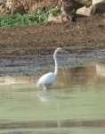 중대백로 from Crabtree Slough, Wheeler NWR, Morgan Co., AL, USA on 2023년 11월 25일 (토) at 02:45 오후 by Jeff Garner... 