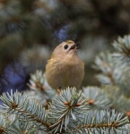 Башкортостан, Россия on 2023년 11월 07일 (화) at 12:22 오후 by ruzilia_ismagilova · iNaturalist 상모솔새... 