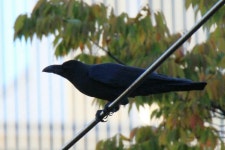 큰부리까마귀 from Yokoami, Sumida City, Tokyo 130-0015, Japan on 2023년 11월 20일 (월) by Jed Smith · iNaturalist... 