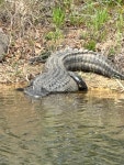 Alligator mississippiensis from CR-97, Abbeville, AL, US on 2023년 03월 11일 (토) at 02:15 오후 by evs0006 · iNaturalist... 